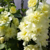 Hollyhock Double Yellow