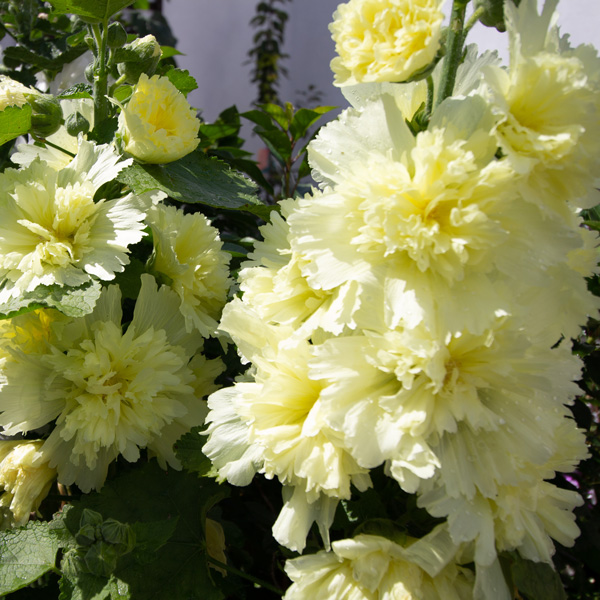 Hollyhock Double Yellow