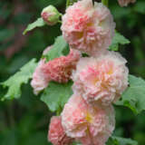 Hollyhock Peaches N Dreams