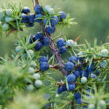 Juniper Berry Plant