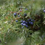 Juniper Berry Plant