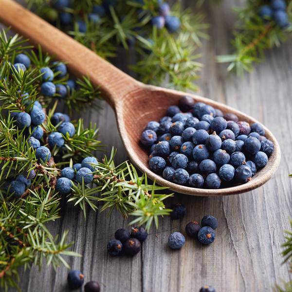 Juniper Berry Plant