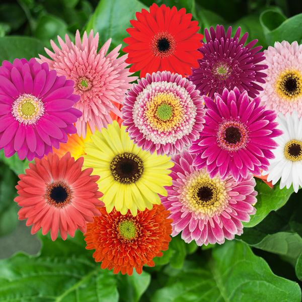 Mini Gerbera Lucky Dip