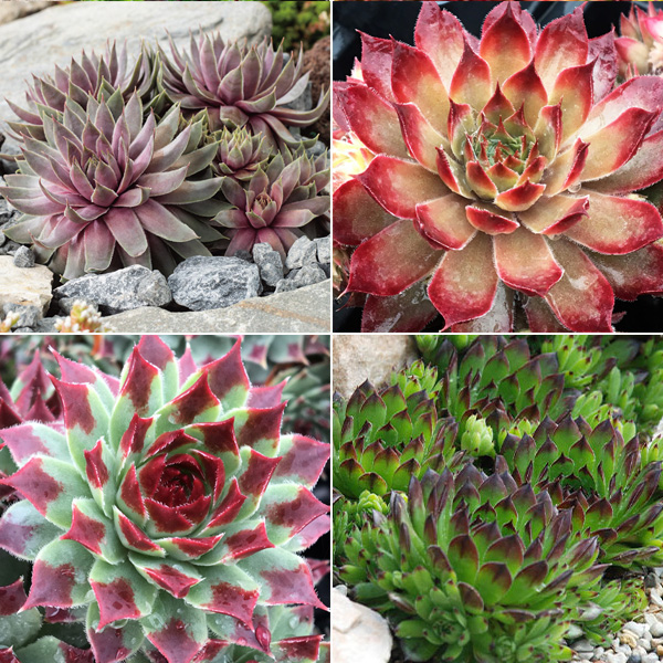 Sensational Sempervivums Collection 3