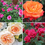 Showpiece Rose Collection 2 Colrossc2 - Garden Express Australia