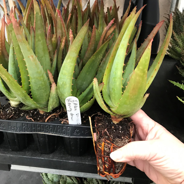 Aloe Lucky Dip 5 Pack