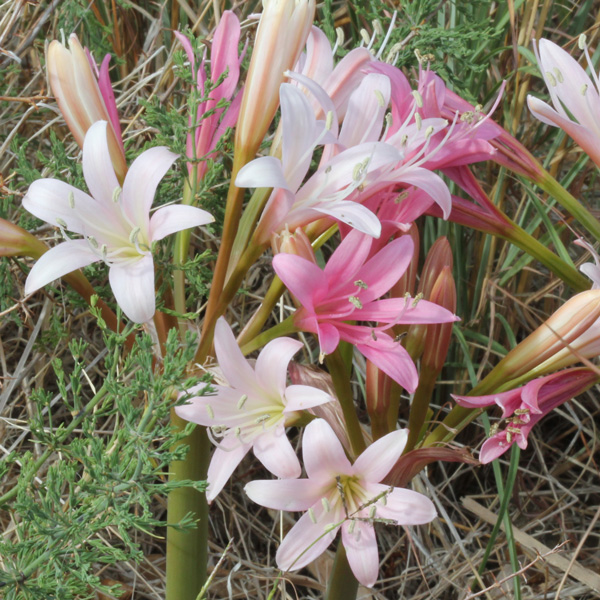 Ammocharis Longifolia