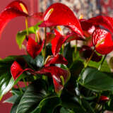 Anthurium Red Bull 3 - Garden Express Australia