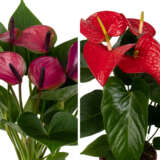 Anthurium Starter Pack 2025 Colanthur - Garden Express Australia