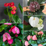 Anthurium Starter Pack Colanthur - Garden Express Australia