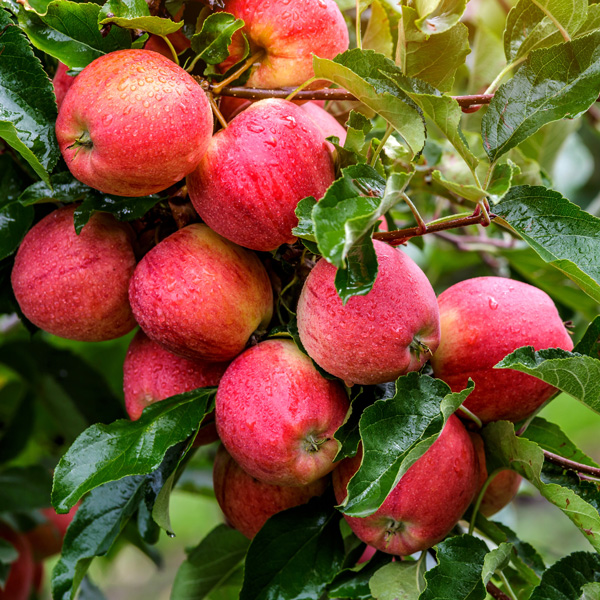 Apple Sundowner