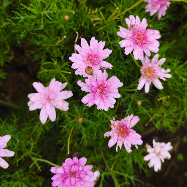 Argyranthemum Aramis Double Pink Bunch Of Blooms