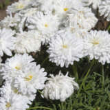 Argyranthemum Sampler Pack