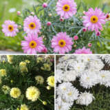 Argyranthemum Sampler Pack Colargspk - Garden Express Australia