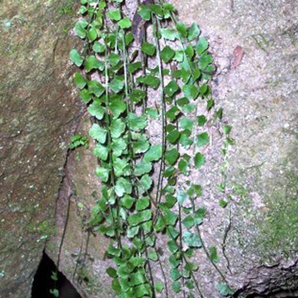 Asplenium Necklace Fern