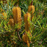 Banksia Ericifolia Heath Banksia P14baneri - Garden Express Australia