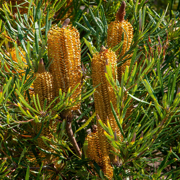 Banksia Ericifolia- Heath Banksia