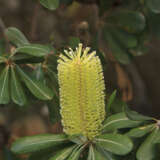 Banksia Integrifolia Coastal Banksia P14banint - Garden Express Australia