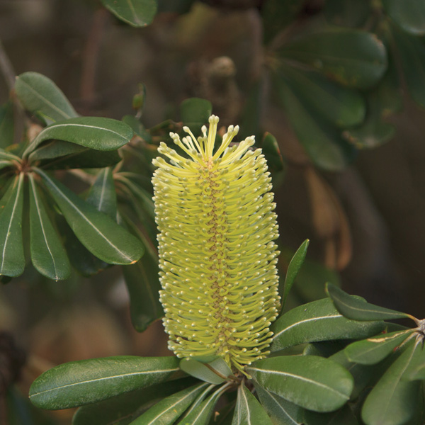 Banksia Integrifolia- Coastal Banksia