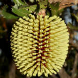 Banksia Lemanniana Yellow Lantern Banksia P14banleh - Garden Express Australia