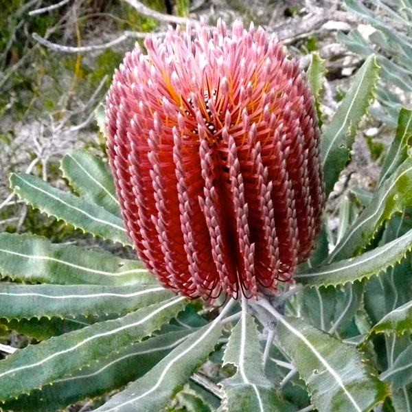 Banksia Menziesii - Garden Express