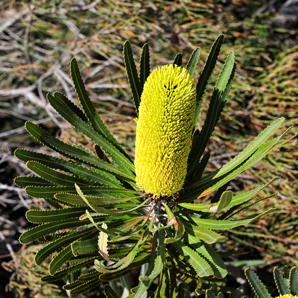 Banksia Attenuata