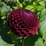 Dahlia Moorplace 2024 Pkdahmoo - Garden Express Australia