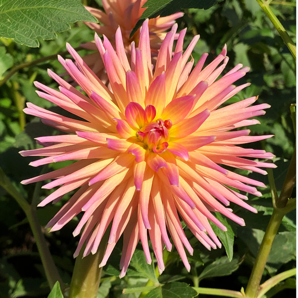 Dahlia Pure Bliss