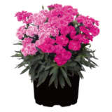 Dianthus Pemanpinkpantherconfettigarden Lpldiappp - Garden Express Australia