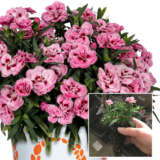 Dianthus Pink Burgundy Lpldiapbu - Garden Express Australia