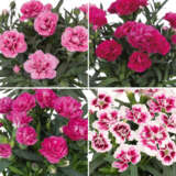 Dianthus Sprint Collection