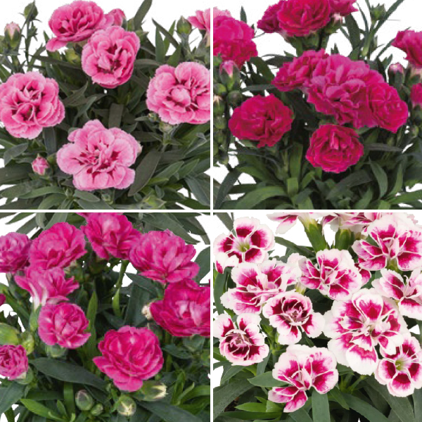 Dianthus Sprint Collection