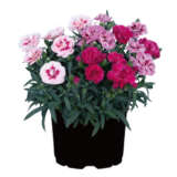 Dianthus Sprintconfettigarden Lpldiascg - Garden Express Australia