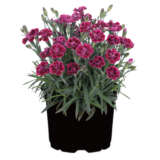 Dianthus Vivamagenta Lpldiavma - Garden Express Australia