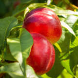 Dwarf Nectarine Sundowner Trenecdsd - Garden Express Australia