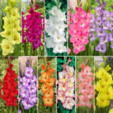 Gladioli Ultimate Collection Colglauco - Garden Express Australia