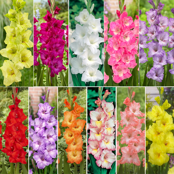 Gladioli Ultimate Collection