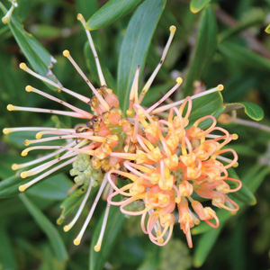 Grevillea Apricot Glow