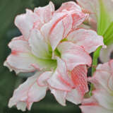 Hippeastrum Allure