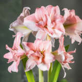 Hippeastrum Balance Pkhipbal - Garden Express Australia