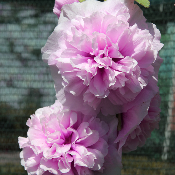 Hollyhock Spring Celebrities Lilac