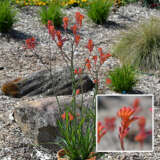 Kangaroo Paw Bush Coral Lpokpabco - Garden Express Australia