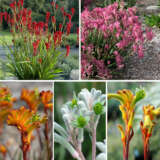 Kangaroo Paw Bush Gems Collection 2025 Colkpabgc - Garden Express Australia