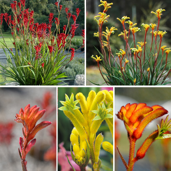 Kangaroo Paw Bush Gems Collection