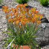 Kangaroo Paw Bush Glow Lpokpabgl - Garden Express Australia