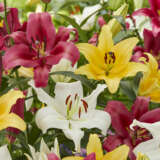 Lilium Orienpet Mixed Pklilorm - Garden Express Australia