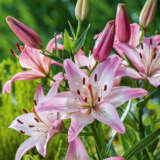 Lilium Rosellas Dream Pklilrdr - Garden Express Australia