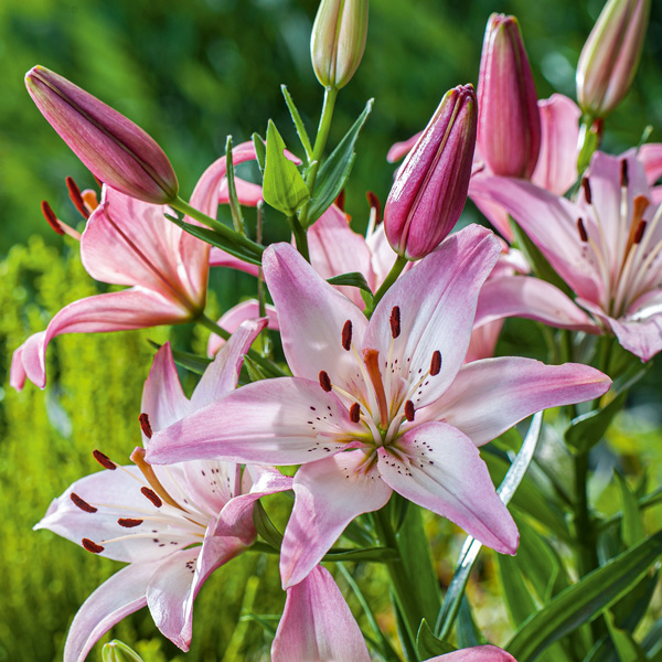 Lilium Rosellas Dream