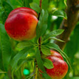 Nectarine Sunraycer Trenecsra - Garden Express Australia