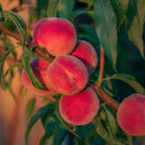 Peach Florda Prince Trepeafpr - Garden Express Australia